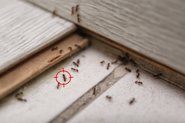 Pest Control Cost in Olivet, TN