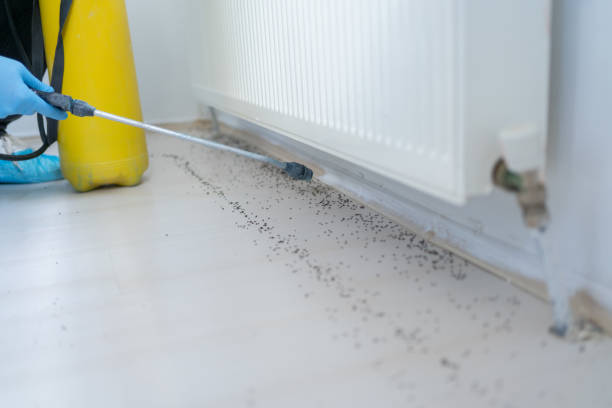 Best Rat Extermination Near Me  in Olivet, TN